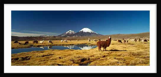 Alpaga et lama au Chili - paysage nature