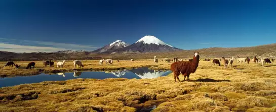 Alpaga et lama au Chili - paysage nature
