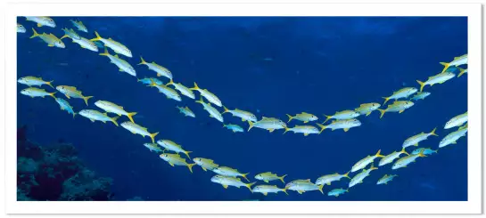 Barrière de corail en Australie - poster fond marin
