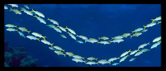 Barrière de corail en Australie - poster fond marin