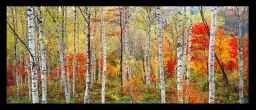 Arbres d'automne à Gifu - paysages d'automne