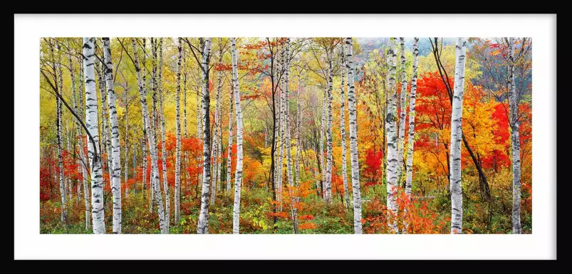 Arbres d'automne à Gifu - paysages d'automne