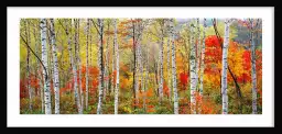 Arbres d'automne à Gifu - paysages d'automne