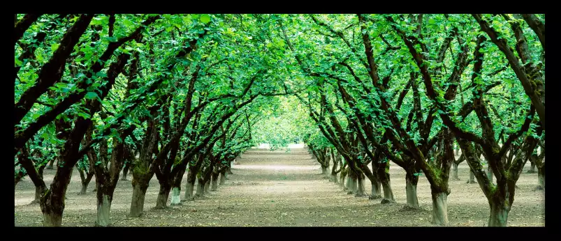 Dayton Oregon - paysages été