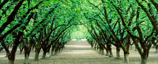 Dayton Oregon - paysages été