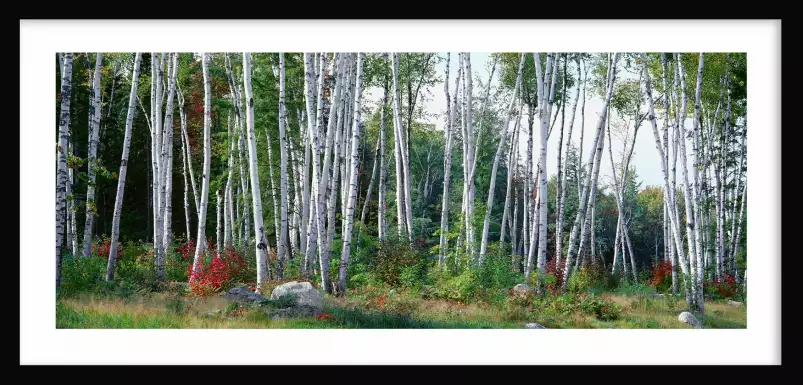 Arbre dans le New Hampshire - poster foret