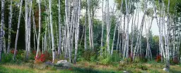 Arbre dans le New Hampshire - poster foret