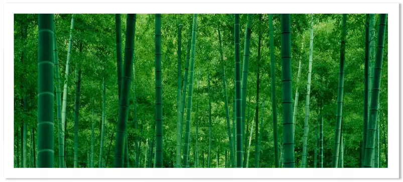 Bamboo trees in a forest - deco zen