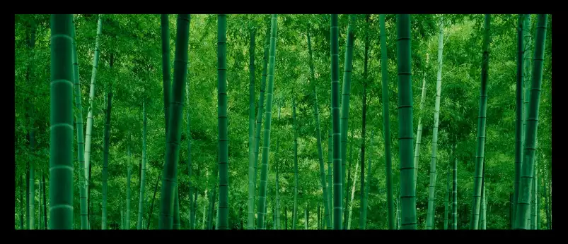 Bamboo trees in a forest - deco zen