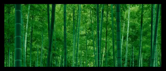 Bamboo trees in a forest - deco zen