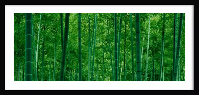 Bamboo trees in a forest - deco zen