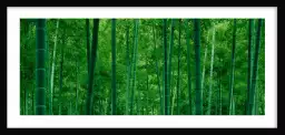 Bamboo trees in a forest - deco zen