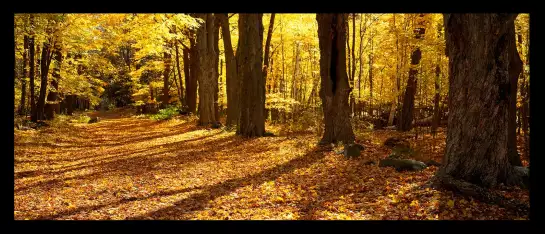 Massachusett - paysages d'automne