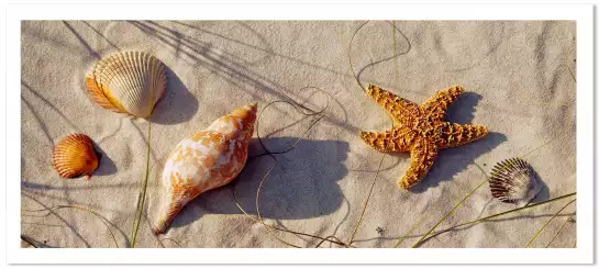 Coquillage Alabama - peinture bord de mer plage