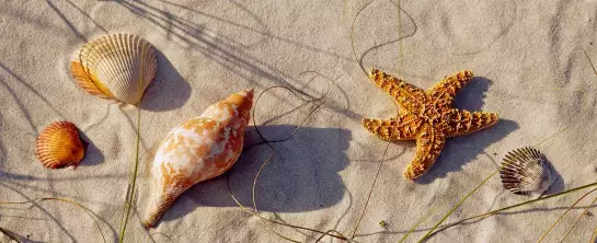 Coquillage Alabama - peinture bord de mer plage