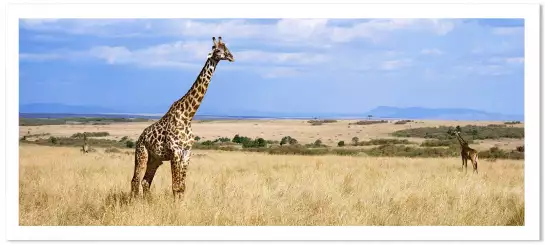 Masaï Mara girafe - affiche animaux