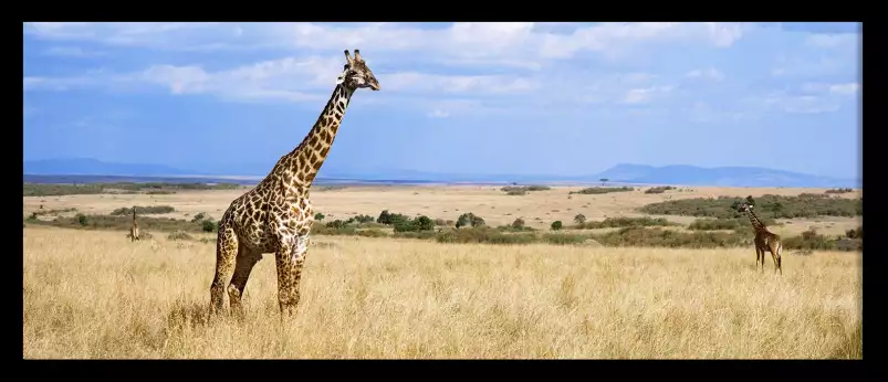 Masaï Mara girafe - affiche animaux