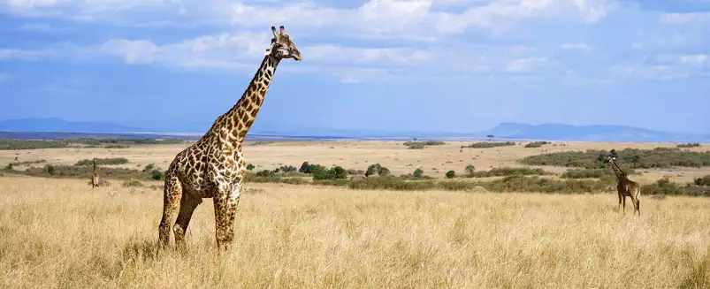 Masaï Mara girafe - affiche animaux