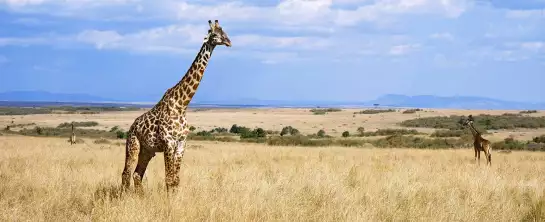 Masaï Mara girafe - affiche animaux