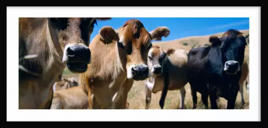 Vaches - affiche animaux