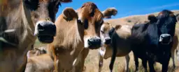 Vaches - affiche animaux