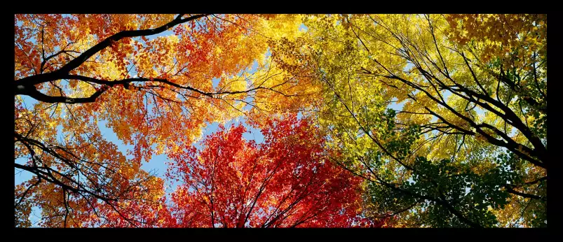 Branches - paysage nature