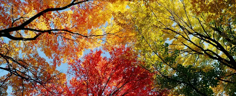 Branches - paysage nature