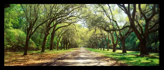 Arbre à Savannah - affiche paysage