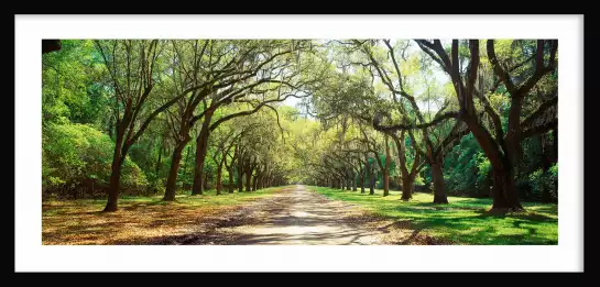 Arbre à Savannah - affiche paysage