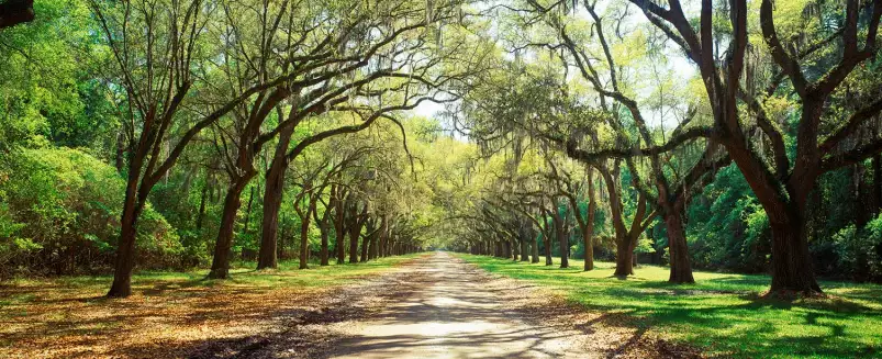 Arbre à Savannah - affiche paysage