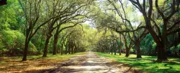 Arbre à Savannah - affiche paysage