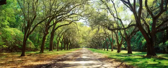 Arbre à Savannah - affiche paysage