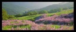 Printemps dans le Yellowstone - tableau paysage nature