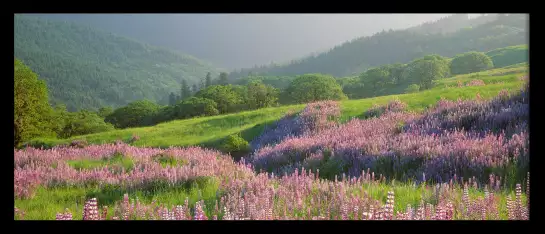 Printemps dans le Yellowstone - tableau paysage nature