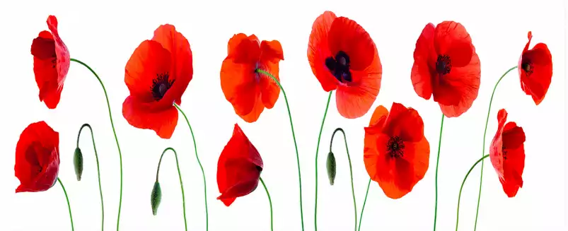 Gentils coquelicots - tableau coquelicot