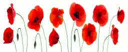 Gentils coquelicots - tableau coquelicot