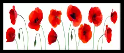 Gentils coquelicots - tableau coquelicot