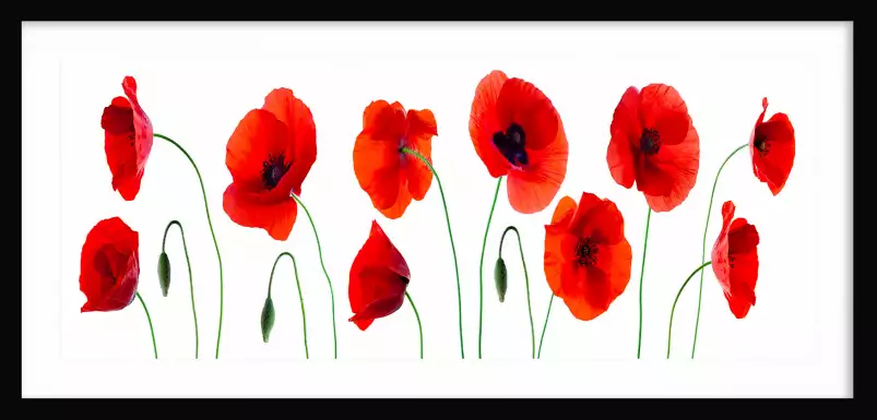 Gentils coquelicots - tableau coquelicot