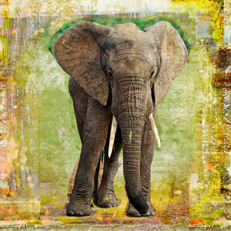 Elephant - poster animaux