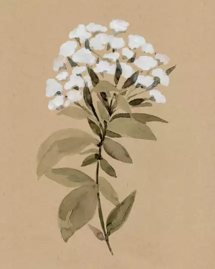 Fleur sauvage blanche - papier peint ancien fleurs