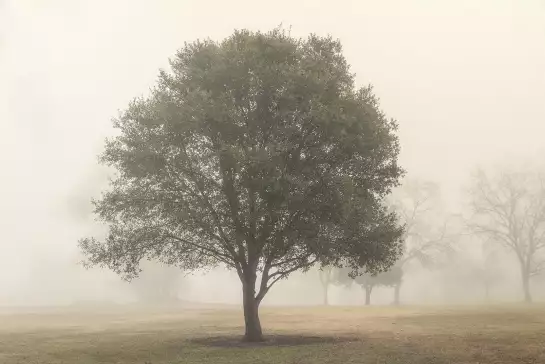 Arbres dans le brouillard - papier peint panoramique paysage