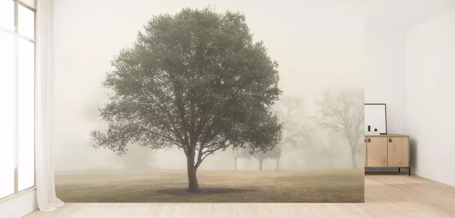 Arbres dans le brouillard - papier peint panoramique paysage