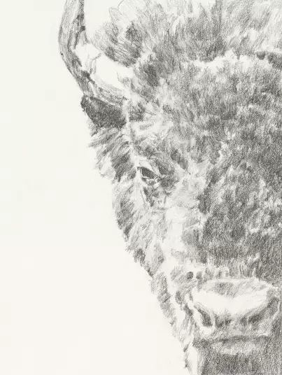 Portrait de bison - papier peint animaux