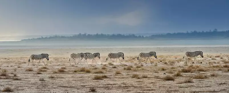 Zebres Tanzanie - Tableau animaux