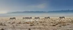 Zebres Tanzanie - Tableau animaux