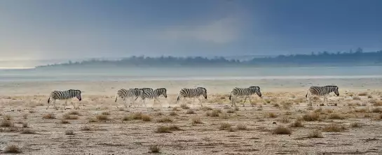 Zebres Tanzanie - Tableau animaux