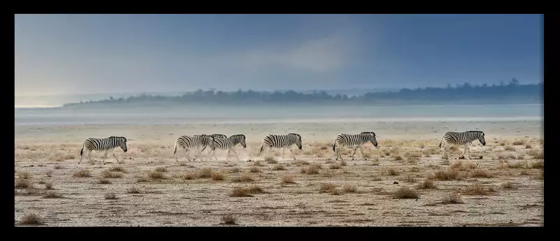 Zebres Tanzanie - Tableau animaux