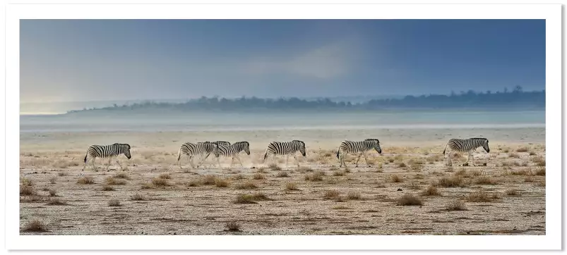 Zebres Tanzanie - Tableau animaux