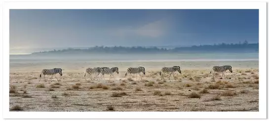Zebres Tanzanie - Tableau animaux