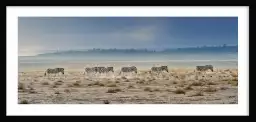 Zebres Tanzanie - Tableau animaux